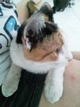 X (Adopted) Chai - Da Fa-fa (大花花) - Domestic Short Hair Cat