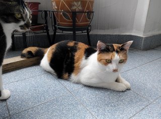 X (Adopted) Chai - Da Fa-fa (大花花) - Domestic Short Hair Cat