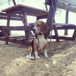 Max - Beagle Dog
