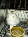 Amulu - Angora Rabbit Rabbit