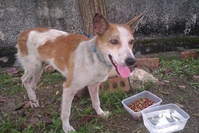 Valentine - Mixed Breed Dog