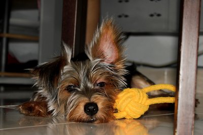 Max - Silky Terrier Dog