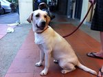 Labrador - Labrador Retriever Dog