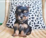 Austr. Silky Terrier Puppy With Mka - Silky Terrier Dog