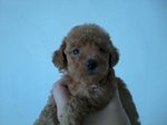 Toy Poodle Light Brown Color - Poodle Dog