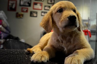 golden retriever lineage golden retriever puppies sold 4 years 10 months golden retriever ch lineage golden retriever lineage golden retriever puppies sold 4 years 10 months golden retriever ch lineage