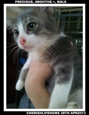 Adopted! Med Long Fur Kittens - Domestic Medium Hair Cat