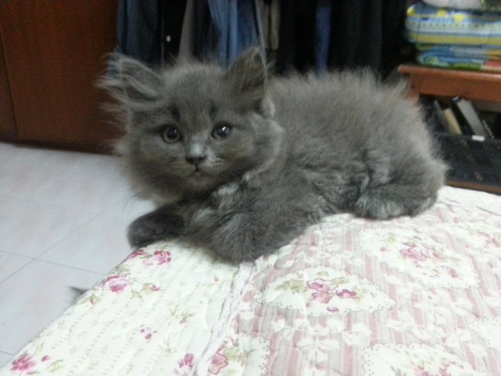 Maine Coon + Persian K...