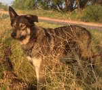 Kimahri - German Shepherd Dog + Siberian Husky Dog