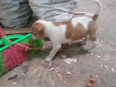 Cha Cai - Bull Terrier Mix Dog