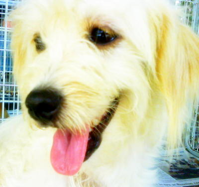 golden retriever shih tzu golden retriever shih tzu puppy adopted 9 years 5 golden retriever shih tzu golden retriever shih tzu puppy adopted 9 years 5