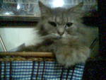 Mindik - Persian Cat