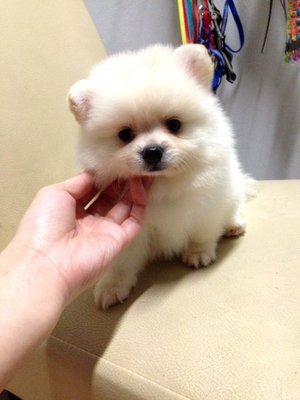 white teddy pomeranian pomeranian puppy sold 2 months white pomeranian thick fur teddy from klang kuala white teddy pomeranian pomeranian puppy sold 2 months white pomeranian thick fur teddy from klang kuala