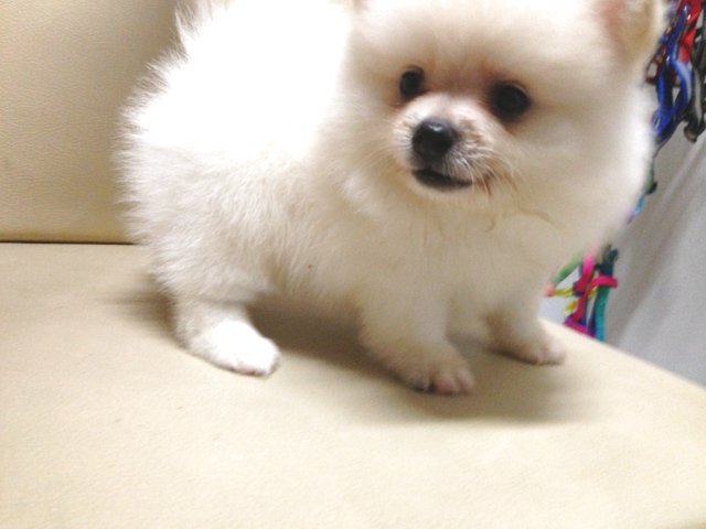 white teddy pomeranian pomeranian puppy sold 2 months white pomeranian thick fur teddy from klang kuala white teddy pomeranian pomeranian puppy sold 2 months white pomeranian thick fur teddy from klang kuala