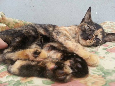 X (Adopted) O.s -  Mini Blur - Domestic Short Hair Cat