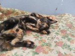 X (Adopted) O.s -  Mini Blur - Domestic Short Hair Cat