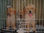Golden Retriever Pups - Golden Retriever Dog