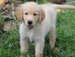 Golden Retriever Pups - Golden Retriever Dog