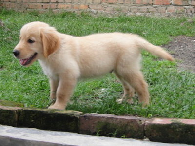 golden retriever puppies 2 months golden retriever puppies 2 months dogs in our photo golden retriever puppies 2 months golden retriever puppies 2 months dogs in our photo