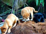 Fat Puppies - Mixed Breed Dog