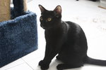 Edmund - Domestic Short Hair Cat