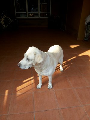 Runo - Labrador Retriever Dog