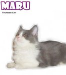 Maru - Ragamuffin Cat