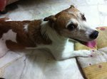 Jack - Jack Russell Terrier Dog