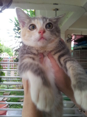 Found! Missing In Au3 Keramat,kl - Domestic Short Hair Cat