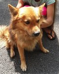 Brown &quot;Spitz' Male-ampang - Mixed Breed Dog