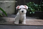 Taiwan Line White Min.schnauzer Pup - Schnauzer Dog