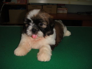 Star Shih Tzu - Shih Tzu Dog