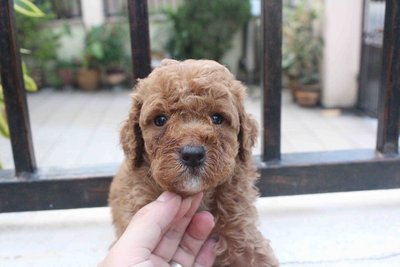  Adorable Toy Poodle Pup - Poodle Dog