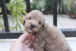  Adorable Toy Poodle Pup - Poodle Dog