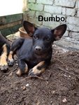 Dumbo - Mixed Breed Dog