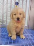 Quality Golden Retriever  - Golden Retriever Dog