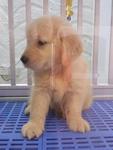 Quality Golden Retriever  - Golden Retriever Dog