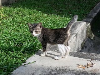 Remy - Domestic Medium Hair Cat