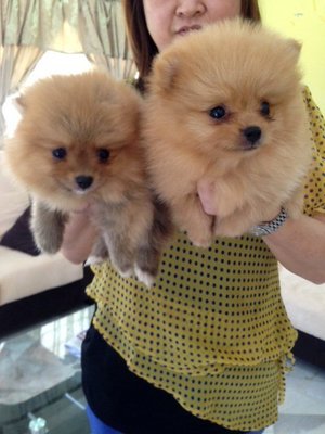 Teddy Bear Orange Pomeranian - Pomeranian Dog