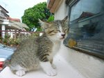 Uno - Domestic Short Hair Cat