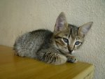 Doz - Domestic Short Hair Cat