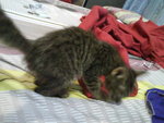 Boboi - Domestic Short Hair Cat