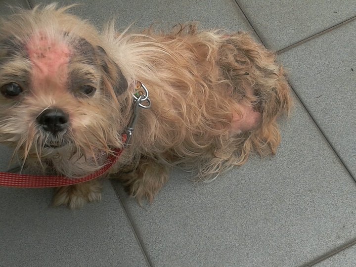 shih tzu skin allergies shih tzu skin allergies insomnia shih tzu skin allergies shih tzu skin allergies insomnia