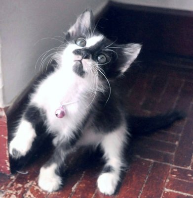 Mirabelle - Domestic Long Hair + Tuxedo Cat