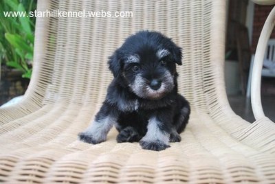 Miniature Schnauzer Pup With Mka  - Schnauzer Dog