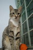 Dewey (Please Read Description) - Domestic Short Hair Cat