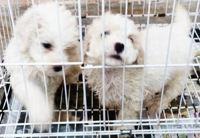 Can My Dog Still Have Puppies If She Was Spayed Can My Dog Still Have Puppies If She Was Spayed