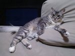 Kelabu - Persian Cat