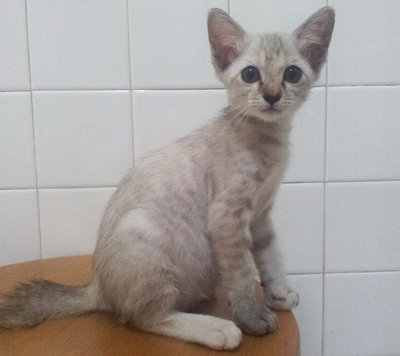Joy - Domestic Short Hair Cat