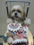 Shih Tzu - Shih Tzu Dog